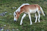 95 Poi ritorna a brucare l'erba